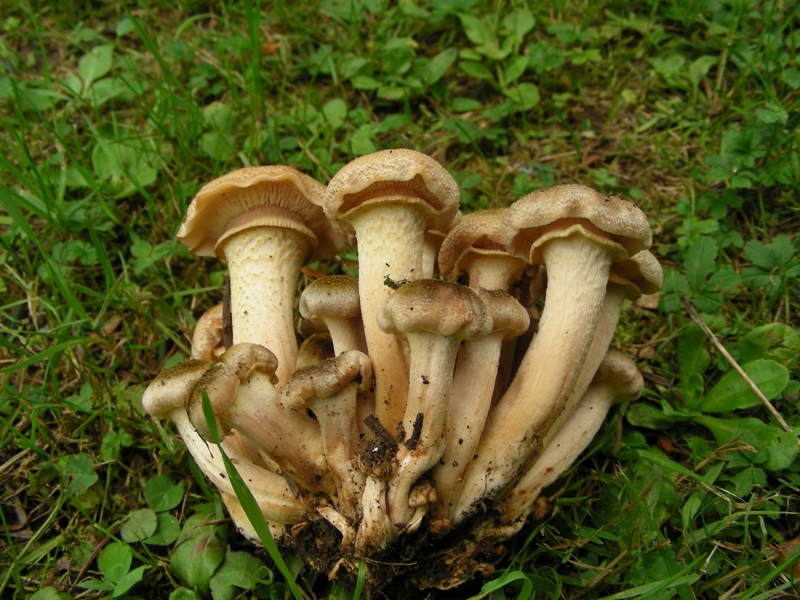 Strana Armillaria